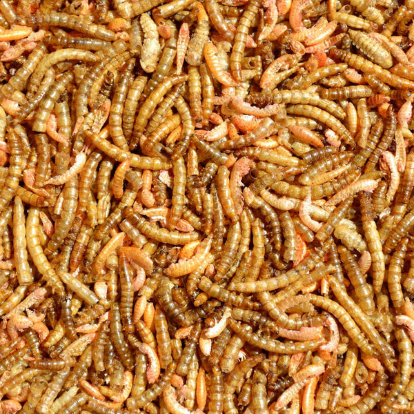 Supa Dried Insectivore Food 1000ml