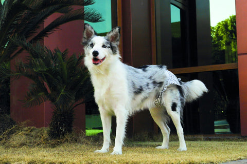 M-PETS Diapers - Female Dog - Xtra