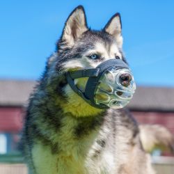 Baskerville Invisa Muzzle SIZE6