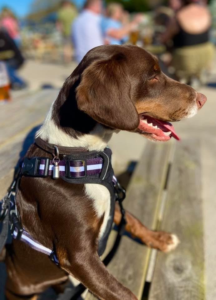 Rugged Rover™ Harness - Midnight Black