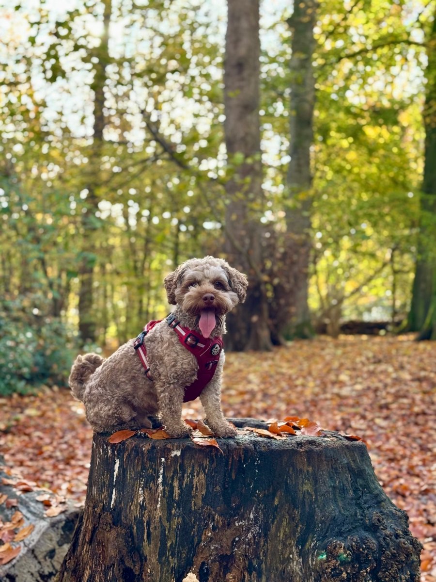 Rugged Rover™ Harness - Berry Red