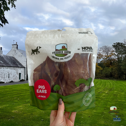 Nova Dog Chews Medium Pig Ears (5 pack) Pre Pack