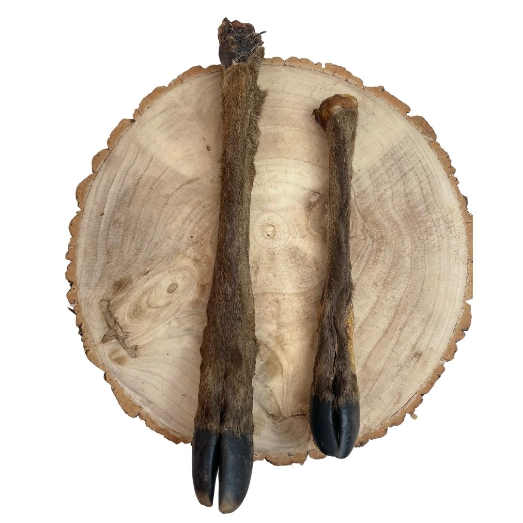 Nova Dog Chews Hairy Deer Legs — Case of 10