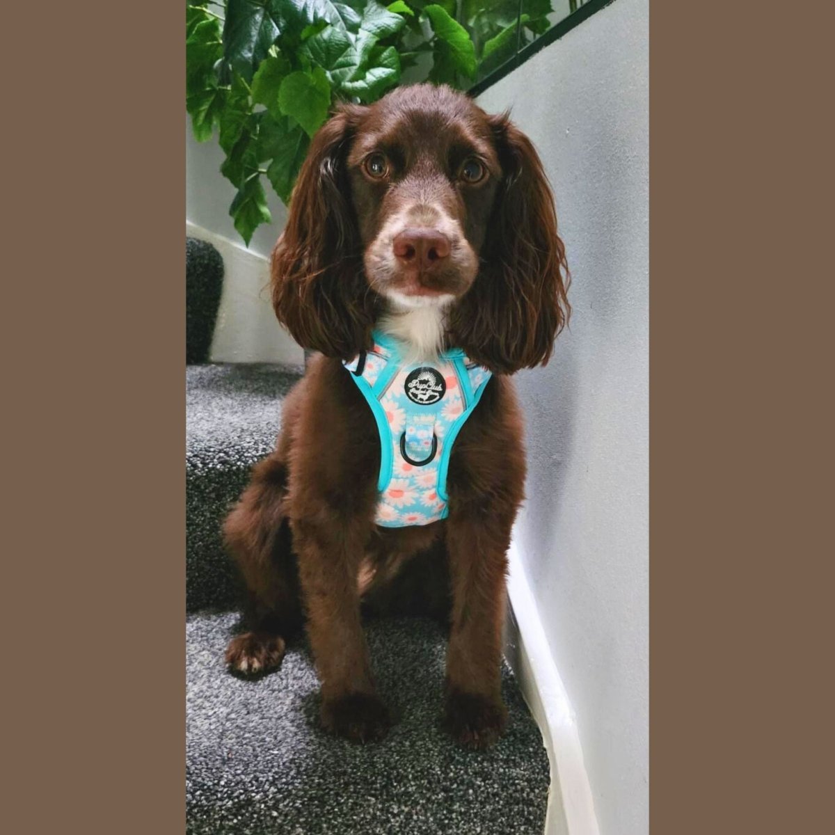 Rugged Rover™ Harness - Pastel Daisy