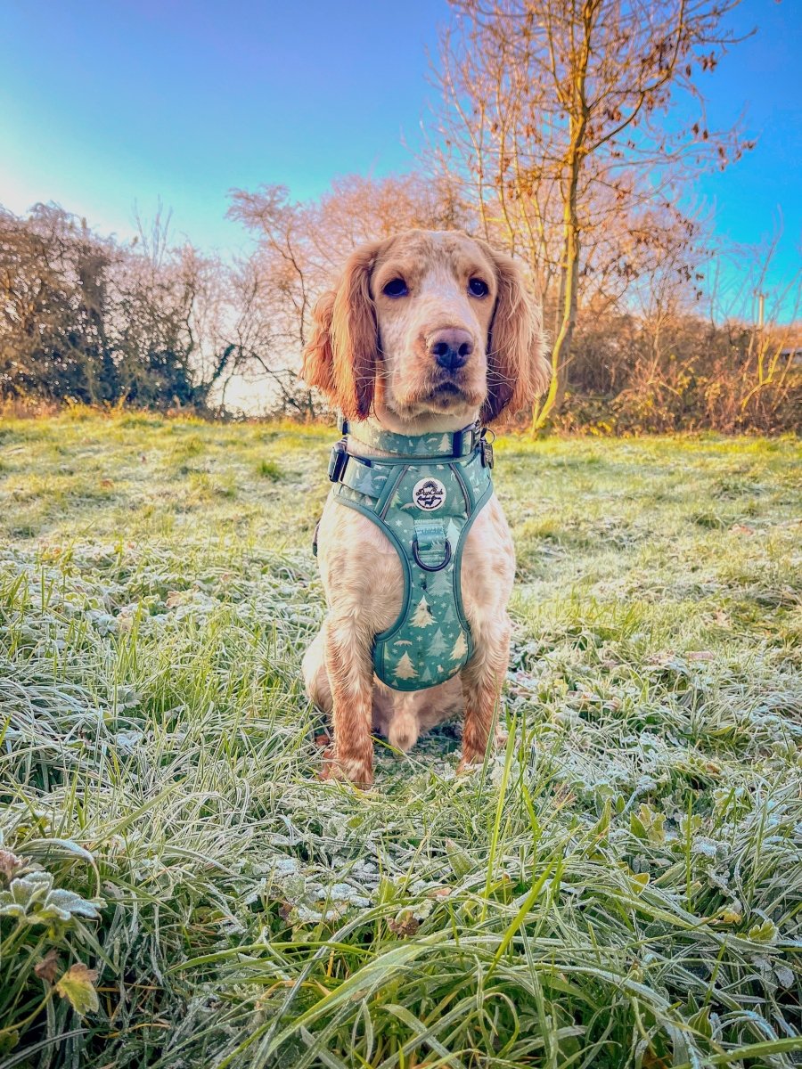 Rugged Rover™ Harness - Evergreen Trails