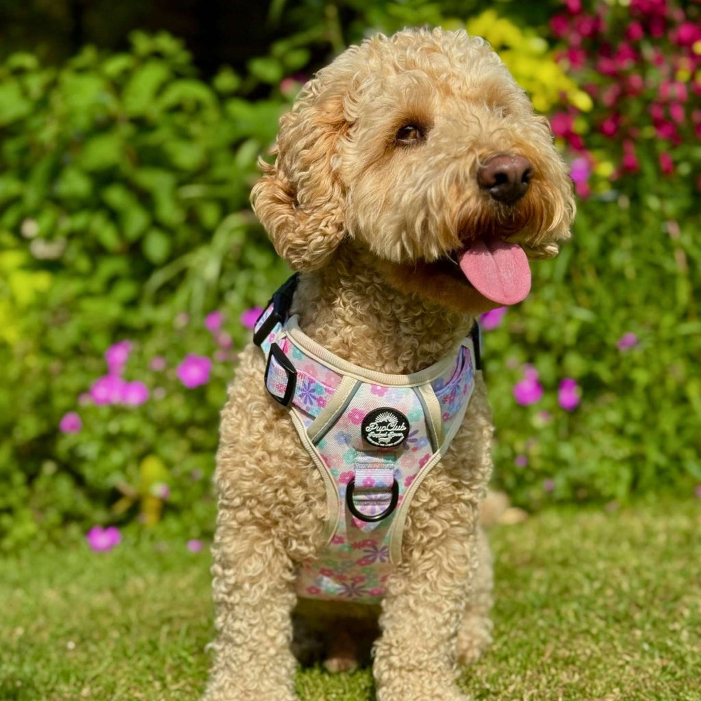 Rugged Rover™ Harness - Pretty Petals