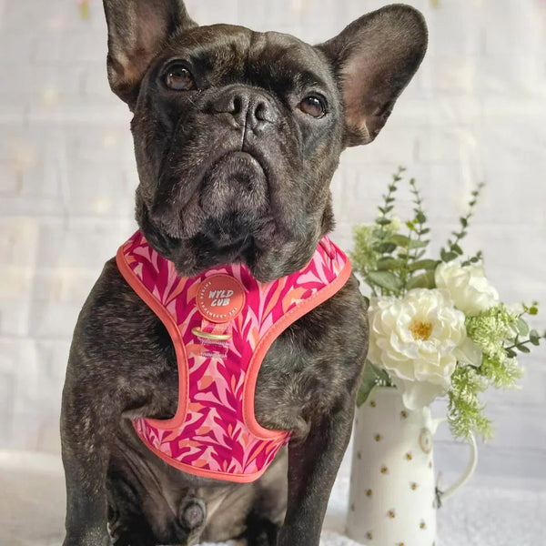 Wyld Cub - Adjustable Dog Harness: Kew Honeysuckle