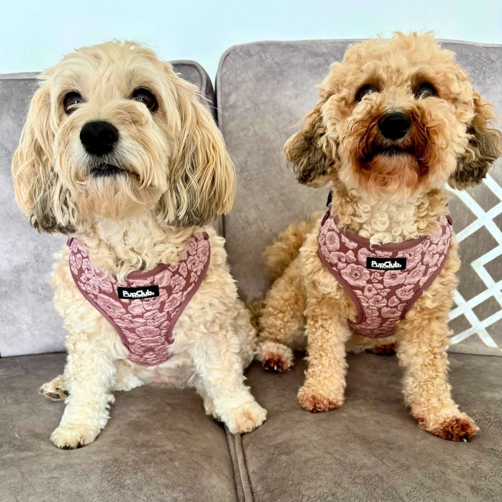 Luxe Adjustable Harness - Mocha Petals