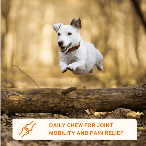 Flexi Protect Complete joint support soft chews for dogs