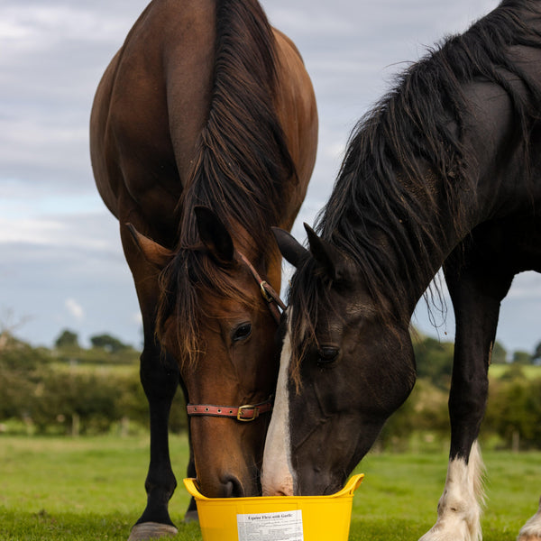 DK Equine Flexi Tub Garlic