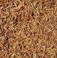 North East Pets Mealworms 1kg