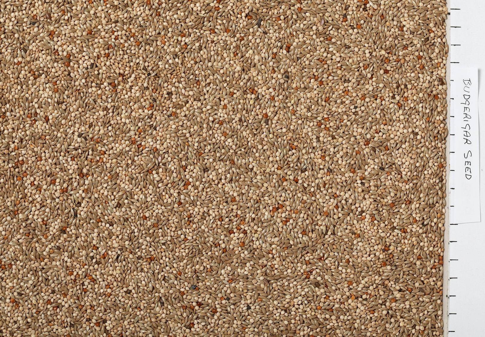 Johnston & Jeff Budgerigar Seed