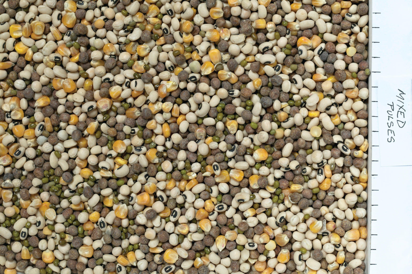 Johnston & Jeff Mixed Pulses