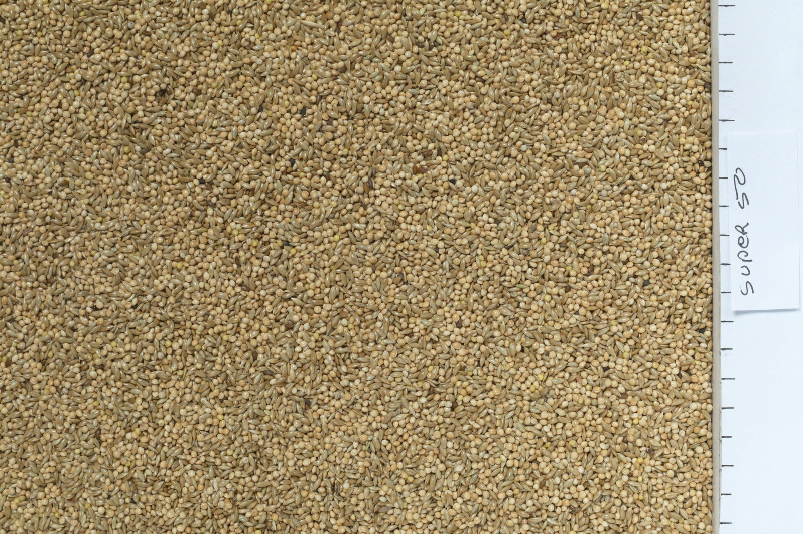 Johnston & Jeff Super 50 Budgieseed