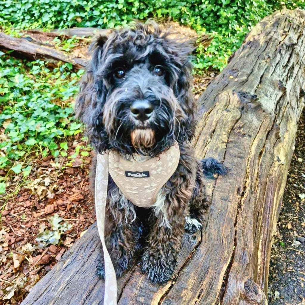Luxe Adjustable Harness - Toffee Latte Petals