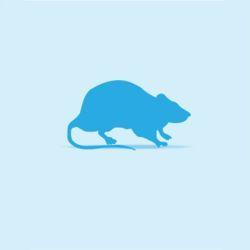 Monkfield Rat - Pup - 10 Pack