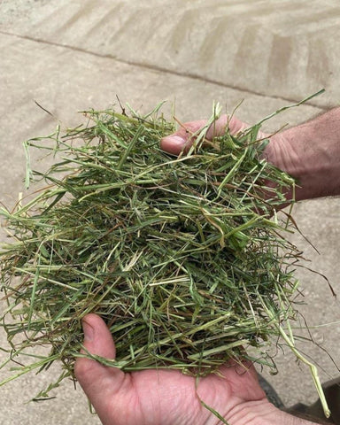 Premium Dried Grass 1kg - NE Pets