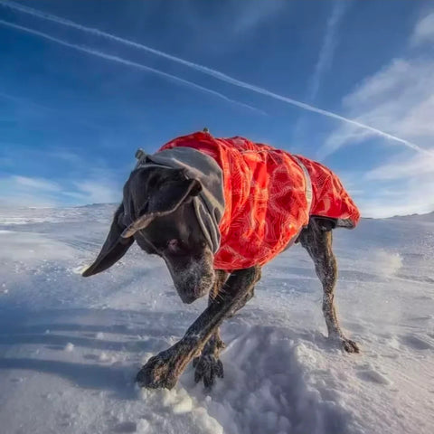 Dog Shack Winter Sherpa Dog Coat.
