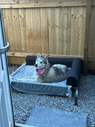 PetFusion Elevated Outdoor Dog Bed CLEARANCE