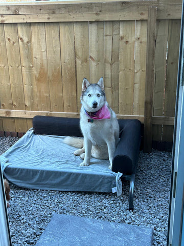 PetFusion Elevated Outdoor Dog Bed CLEARANCE