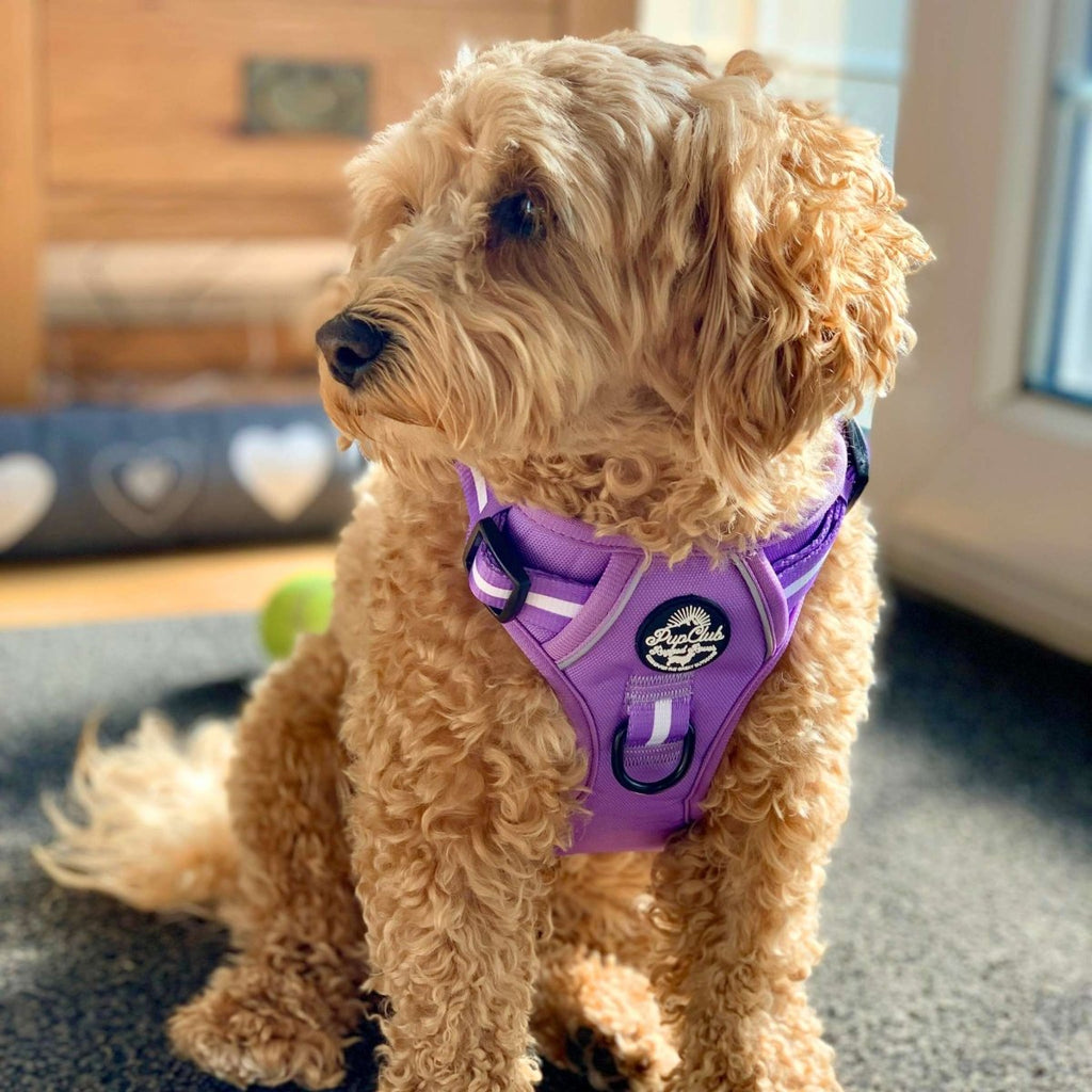 Rugged Rover™ Harness - Lilac Blush