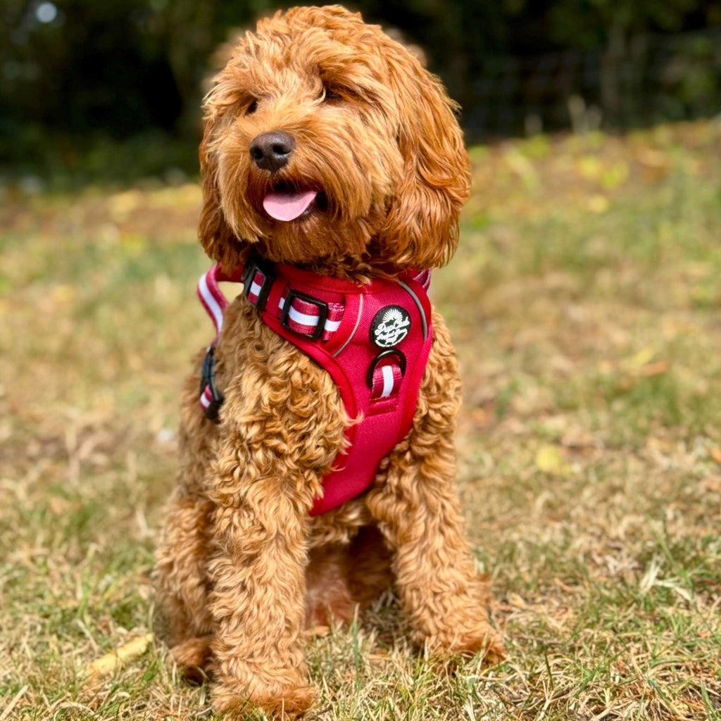 Rugged Rover™ Harness - Berry Red