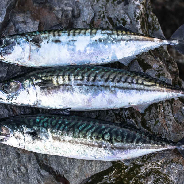 Sprats 1kg - Tripefactory Sunderland - Raw Frozen Treats