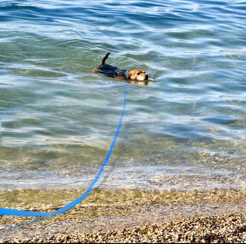 Waterproof Extra Long Lead