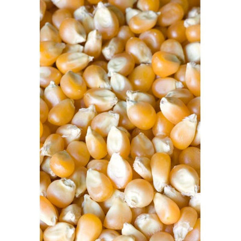 Whole Maize 25kg - Masham Micronized Feeds
