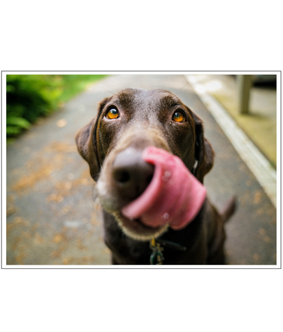 Chocolate Labrador Retriever Poster