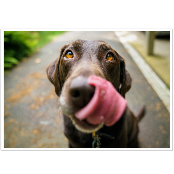 Chocolate Labrador Retriever Poster