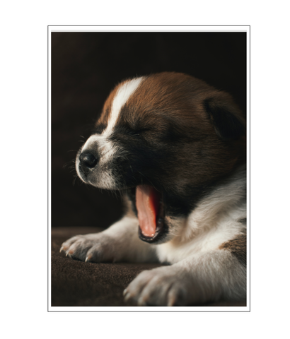 Yawning Puppy Poster