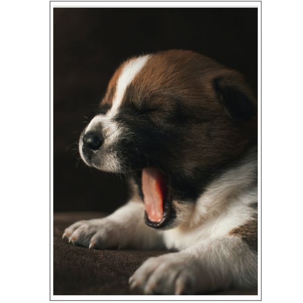 Yawning Puppy Poster