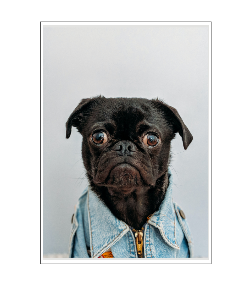 Dog Wearing Denim Jacket Poster