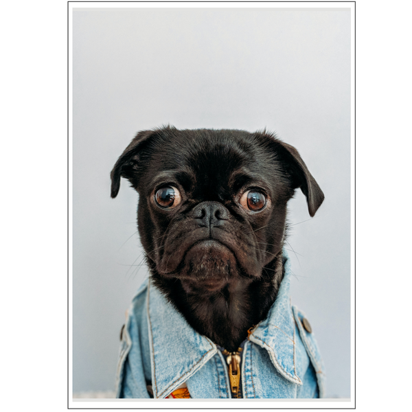 Dog Wearing Denim Jacket Poster