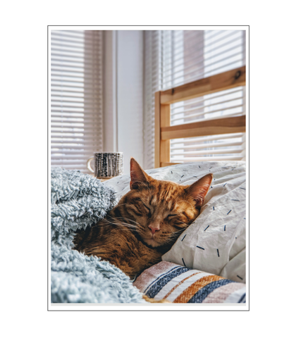 Cat Sleeping In Bed Poster