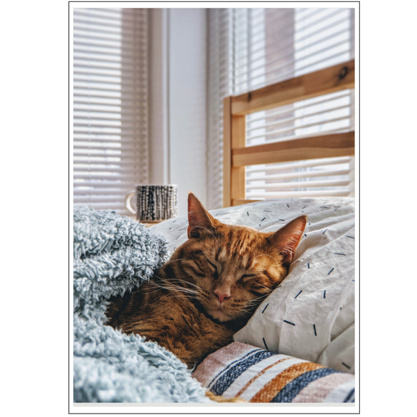 Cat Sleeping In Bed Poster
